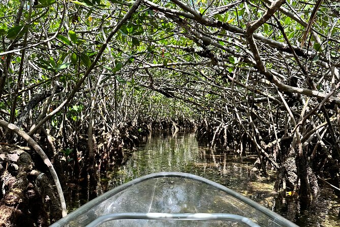 Guided Clear Kayak Eco-Tour Near Key West - Physical Requirements and Accessibility Information