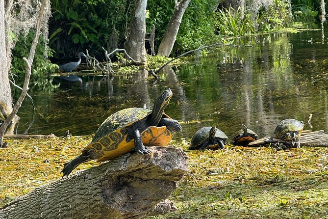 Guided Clear Kayak Tours on the Silver River - Key Points