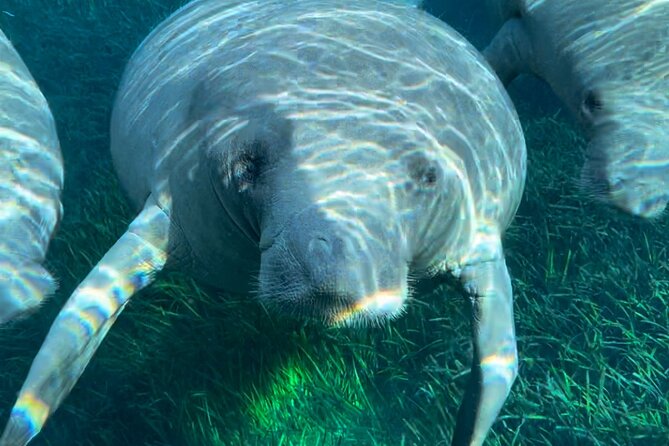 Guided Clear Kayak Tours on the Silver River - Accessibility and Safety for All Ages