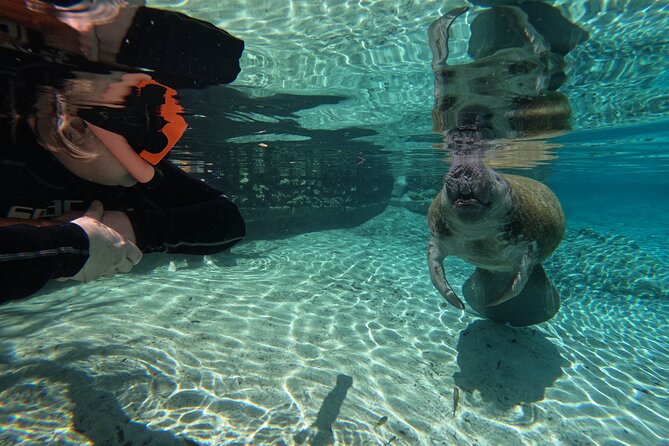 Guided Crystal River Manatee Snorkeling Tour - Weather and Wildlife Variability