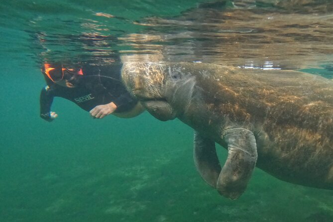 Guided Crystal River Manatee Snorkeling Tour - Comparing This Tour to Similar Options
