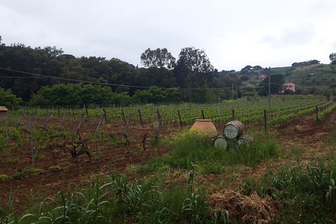 Guided Cycle Tourism Wine Tour by E-Bike on the Island of Elba "Arrighi" - Visiting the Arrighi Vineyard and Olive Oil Tasting