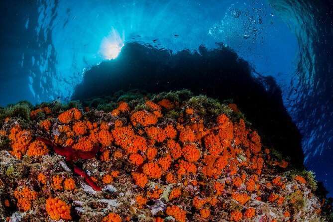 Guided diving for beginners without certification from Sorrento - The Dive Experience in Sorrentos Marine Area