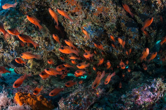 Guided diving for beginners without certification from Sorrento - Practical Details and Group Size Advantages