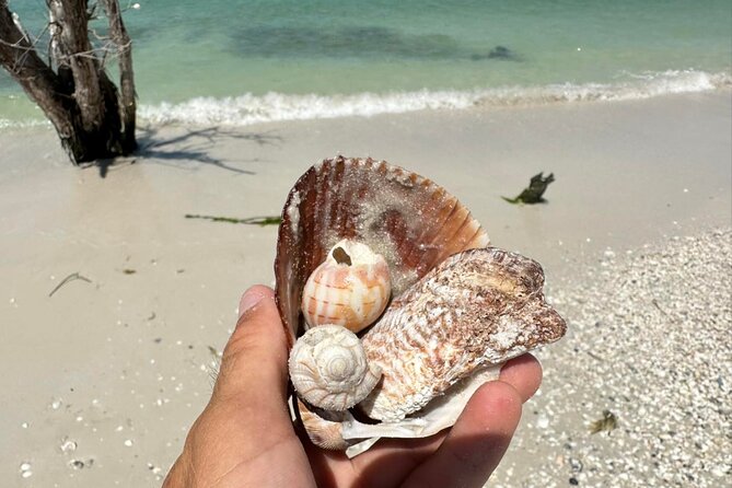 Guided Dolphin Eco Tour by Kayak & SUP - Fort Myers Beach, FL - Exploring the Estero Bay Estuary and Big Hickory Island