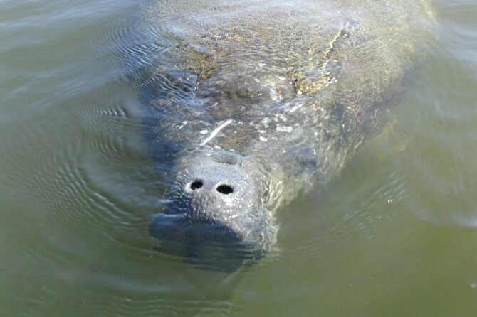 Guided Dolphin Eco Tour by Kayak & SUP - Fort Myers Beach, FL - The Shelling Beach at Big Hickory Island