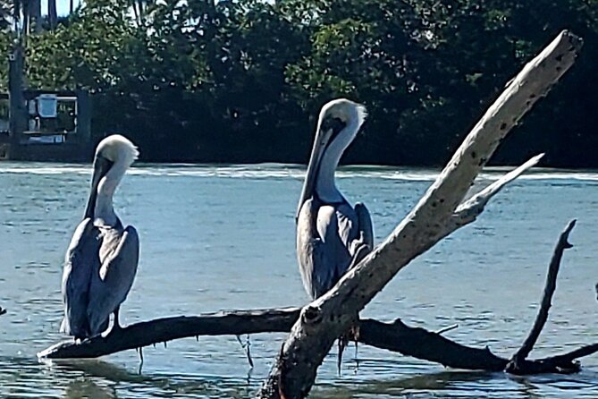 Guided Dolphin Eco Tour by Kayak & SUP - Fort Myers Beach, FL - Guides and Educational Highlights