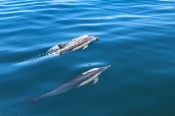 Guided Dolphin Watching in the Arrábida Natural Park - Key Points