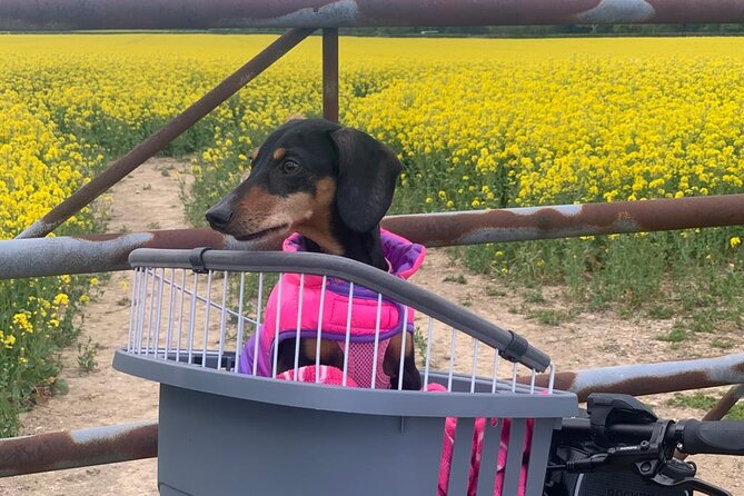 Guided E-Bike Day Trips Dorset - Start at Poole’s Harbourside 1 Car Park for a Scenic Introduction