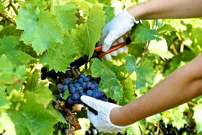 Guided E-Bike Tour with Wine Tasting from Lucca - From the Walls to Scenic Countryside Roads