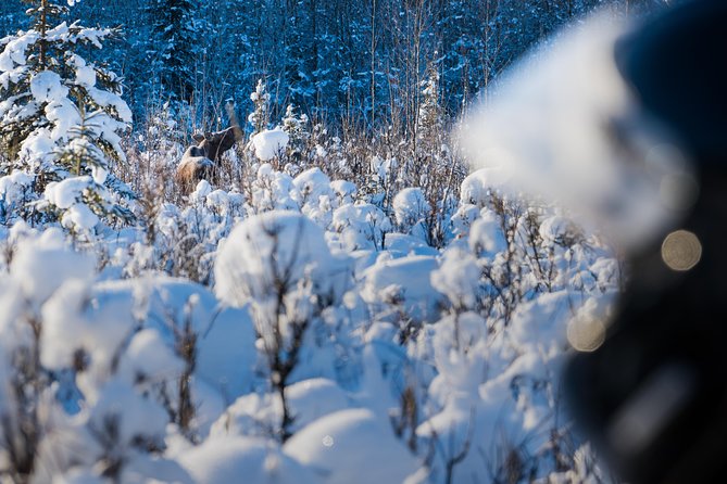 Guided Fairbanks Snowmobile Tour - What to Expect During the Snowmobile Experience
