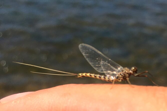 Guided Fishing Trip in Jackson Hole - Flexibility and Customization