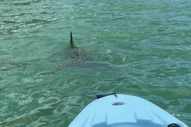 Guided Glow LED Kayak Sunset Activity in Bonita Springs - Pricing and Booking: What You Get for $85