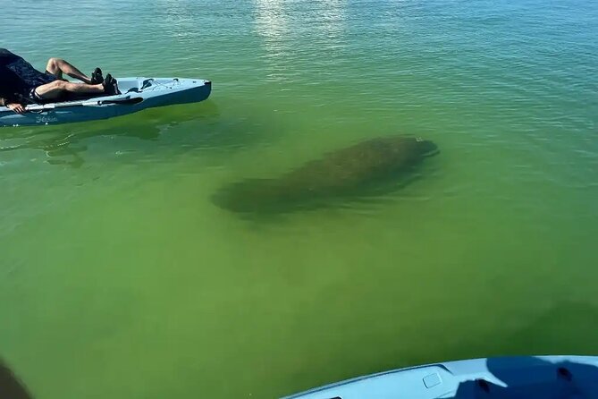 Guided Glow LED Kayak Sunset Activity in Bonita Springs - The Experience with Guide Mike: Friendly Expertise and Photos