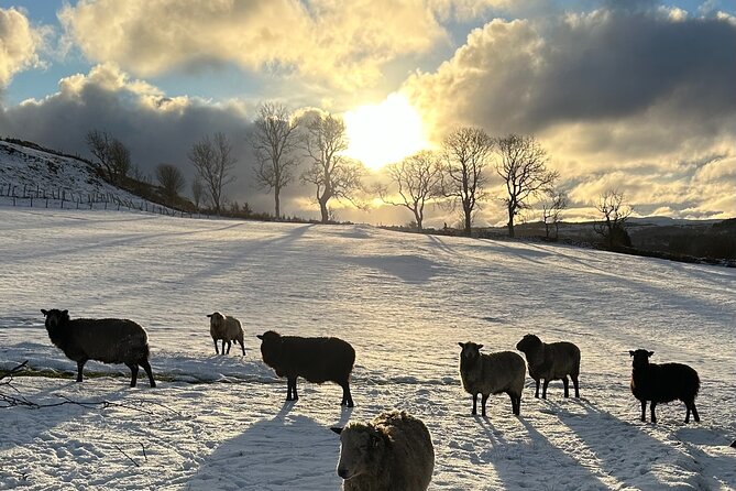 Guided Hebridean Farm Hike near Tobermory, Isle of Mull, Scotland - Learning about Local Culture, Traditions, and Heritage