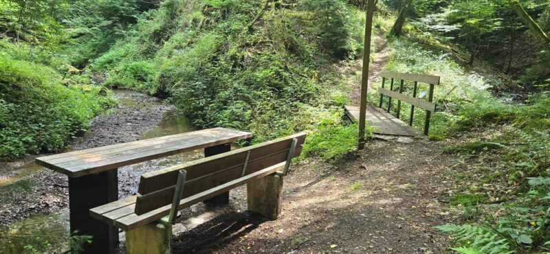 Guided hike on the "Hasenkammer" dream loop - Nature, Flora, and Fauna Explained by WanderPeter
