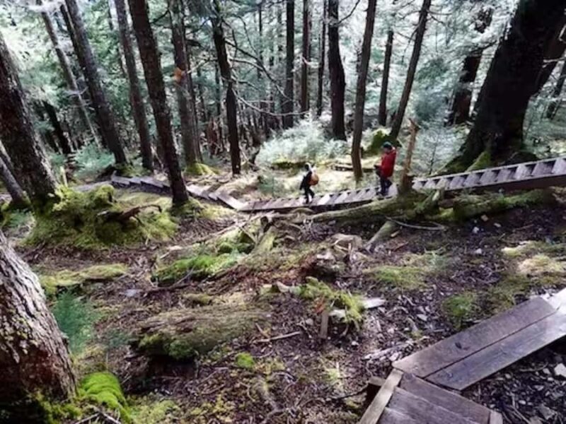 Guided Hike | TONGASS NATIONAL FOREST - Wildlife Encounters and Seasonal Salmon Sightings