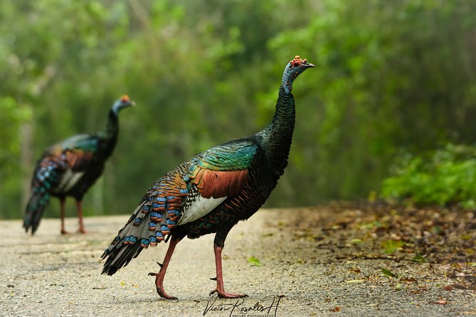 Guided historical tours at the Mayan cities! - Cancellation Policy and Booking Tips