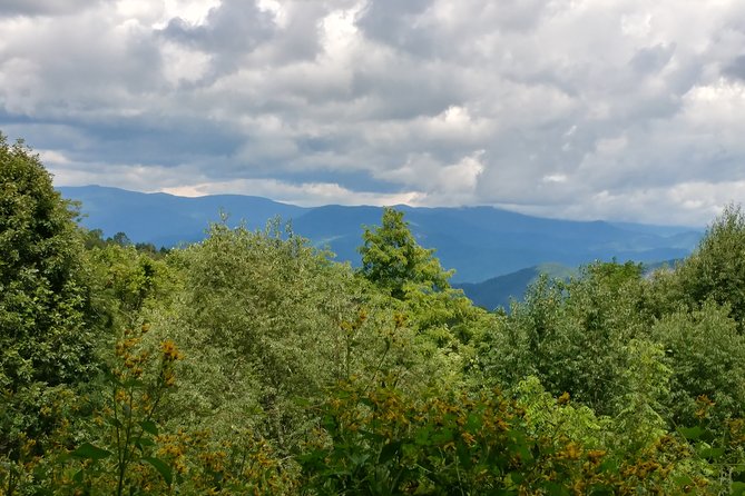 Guided Horseback Ride through Flame Azalea and Fern Forest - Unique Features and Highlights of the Tour