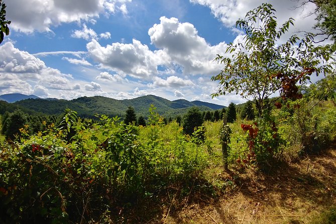 Guided Horseback Ride through Flame Azalea and Fern Forest - Flexibility and Cancellation Policy