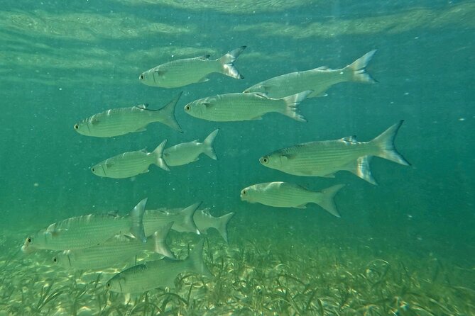 Guided Jet Snorkel Experience, Free Videos in West Palm Beach - Water Conditions and Physical Requirements
