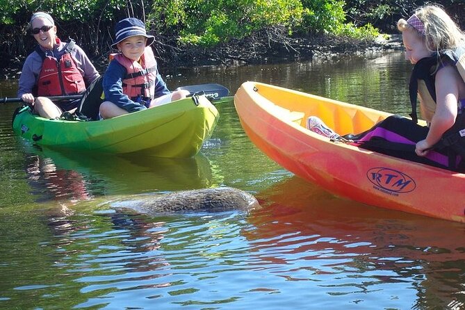 Guided Kayak Dolphin Eco Tour in Pelican Bay - Wildlife Encounters and Marine Life