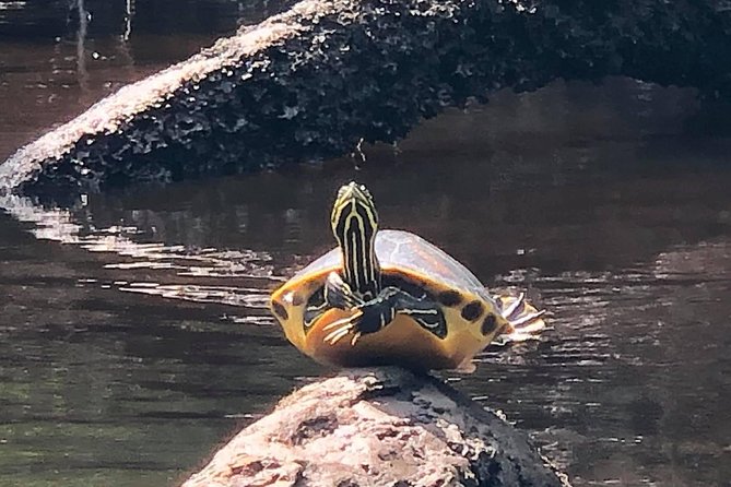 Guided Kayak Eco Tour: Real Florida Adventure - The Equipment and Support You Receive