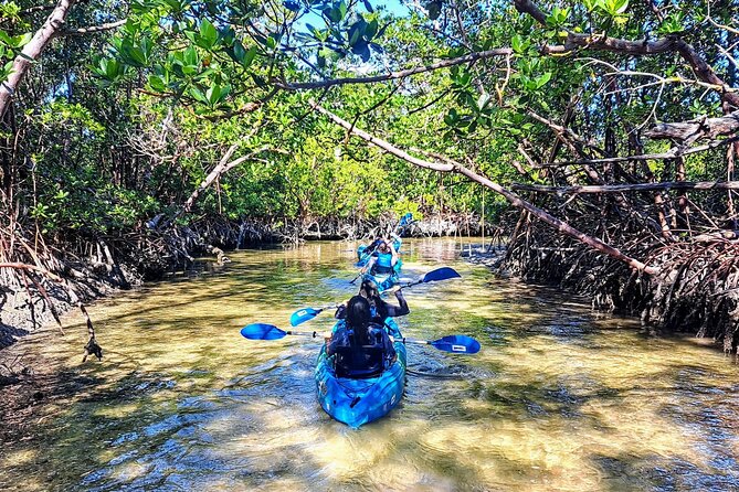 Guided Kayak Mangrove Ecotour in Rookery Bay Reserve, Naples - Starting Point at Capri Paddlecraft Park