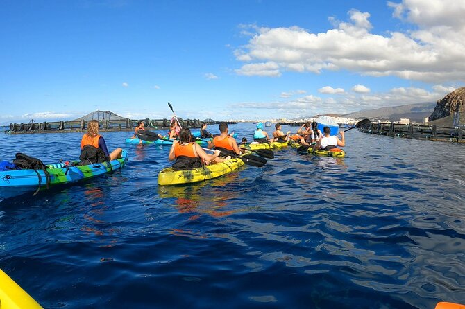 Guided Kayak Tour From Los Cristianos Beach Tenerife - Exciting Guided Kayak Tour from Los Cristianos Beach for Wildlife Enthusiasts