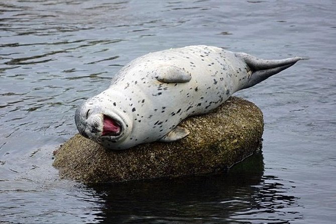 Guided Kayak Tour on San Juan Island - Whats Included and Practical Tips