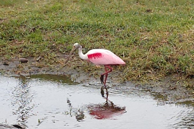 Guided Kayak Tour with Manatee & Dolphin Sightings - Guided Kayak Tour with Manatee & Dolphin Sightings: A Closer Look