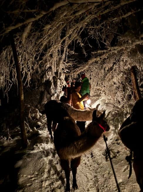 Guided llamawalk with a traditional, homemade cheesefondue - Guided Llamawalk with Homemade Cheesefondue in Liechtenstein