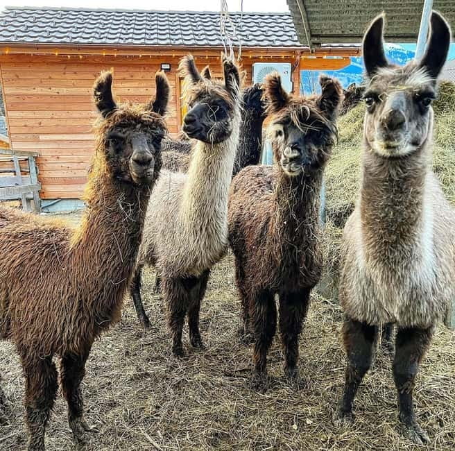Guided llamawalk with a traditional, homemade cheesefondue - Interacting with Llamas and Alpacas in the Wild