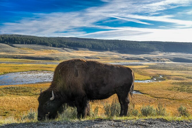 Guided Lower Loop of Yellowstone from Cody, WY - Historic Canyon Village and Gibbon Falls