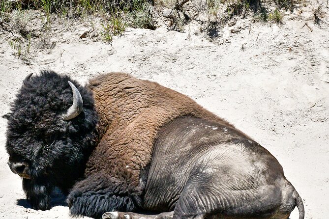 Guided Lower Loop of Yellowstone from Cody, WY - Scenic Drive through Firehole Canyon and the Grand Prismatic Spring