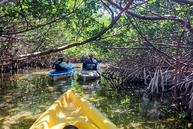 Guided Mangrove Eco Tours Kayak or Paddleboard Adventure - Discover the Serenity of Geiger Key’s Mangroves with Guided Tours