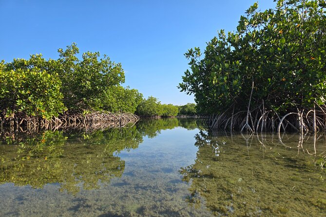 Guided Mangrove Eco Tours Kayak or Paddleboard Adventure - What Makes the Mangroves Special?