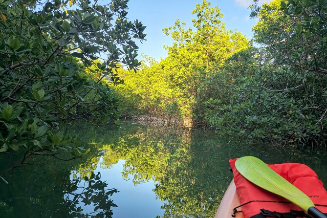 Guided Mangrove Eco Tours Kayak or Paddleboard Adventure - Expert Guides and Educational Insights