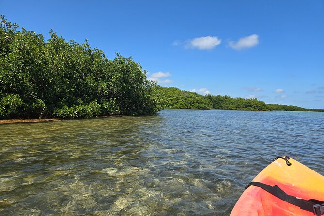 Guided Mangrove Eco Tours Kayak or Paddleboard Adventure - What’s Included and What to Bring