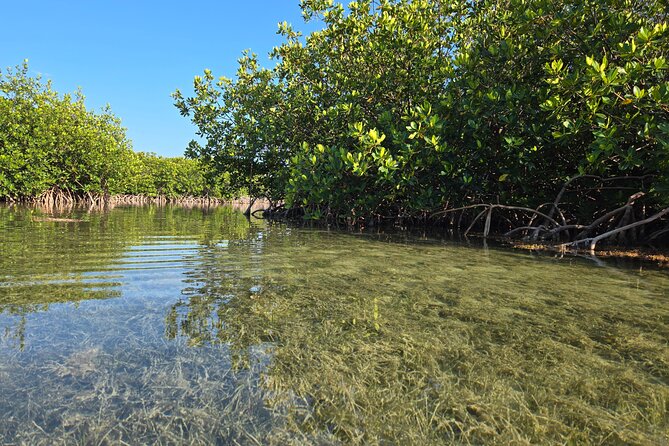 Guided Mangrove Eco Tours Kayak or Paddleboard Adventure - Weather and Cancellation Policy