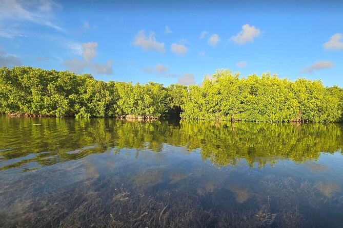 Guided Mangrove Eco Tours Kayak or Paddleboard Adventure - Who Will Love This Tour?