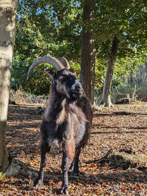 Guided Nature Tour: Pilgrims Way & Bigbury Fort - Walking the Pilgrim’s Way through Blean Woods