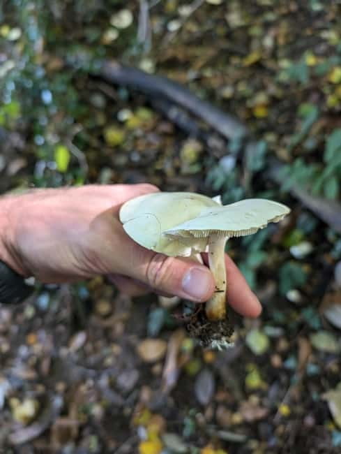 Guided Nature Tour: Pilgrims Way & Bigbury Fort - Identifying Mushrooms, Plants, and Birds