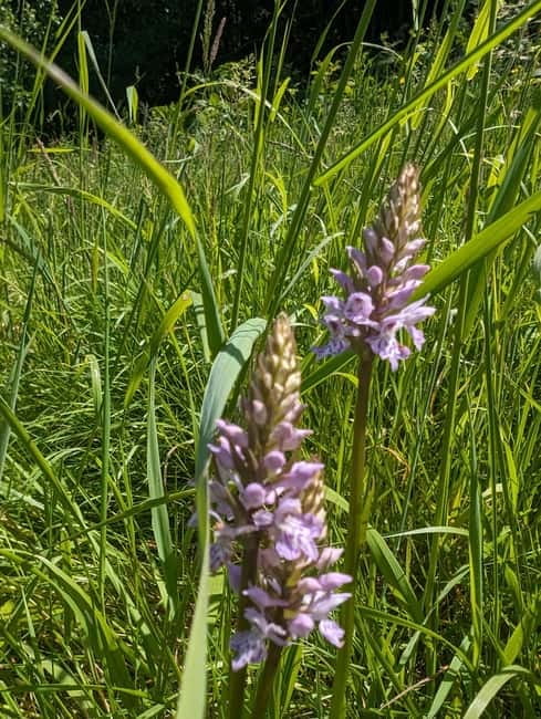 Guided Nature Tour: Pilgrims Way & Bigbury Fort - The Bigbury Camp Hillfort and Iron Age Past