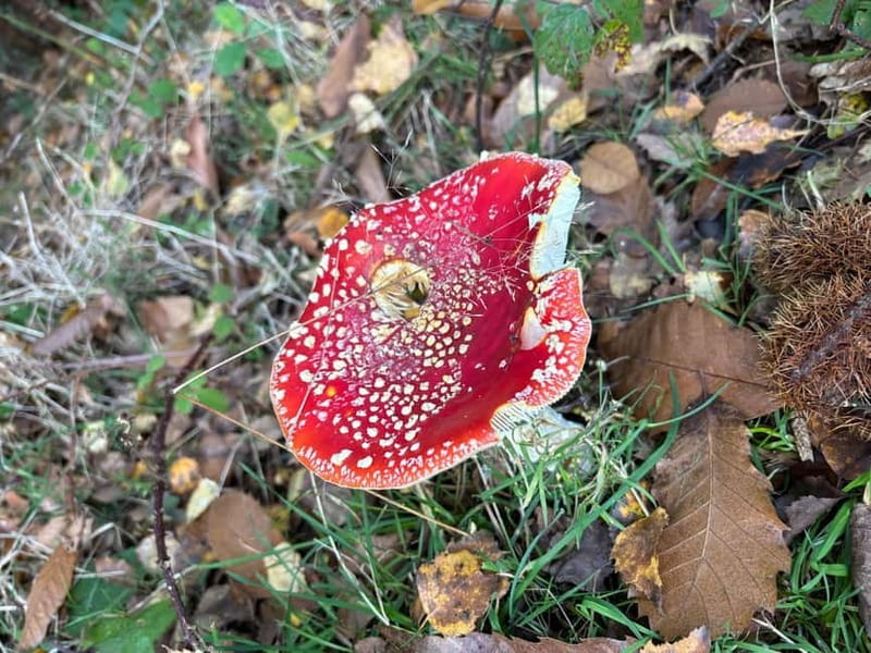 Guided Nature Tour: Pilgrims Way & Bigbury Fort - Practical Details and What to Bring