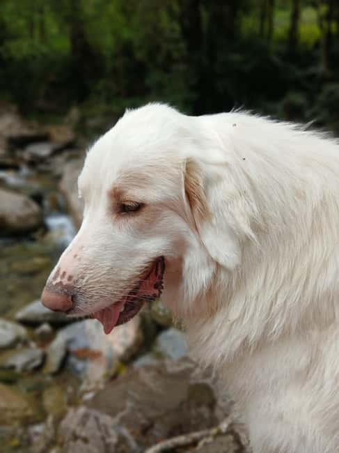 Guided Nature Walk to Bartrès with a Pyrenean Mountain Dog - Key Points
