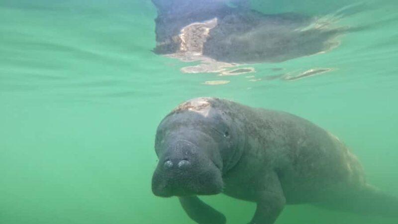 Guided Pedal Kayak Tours in Anna Maria and Bradenton - Snorkeling and Wildlife Encounters During the Tour