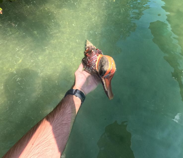 Guided Pedal Kayak Tours in Anna Maria and Bradenton - The Experience on a Pedal Kayak: Ease and Control