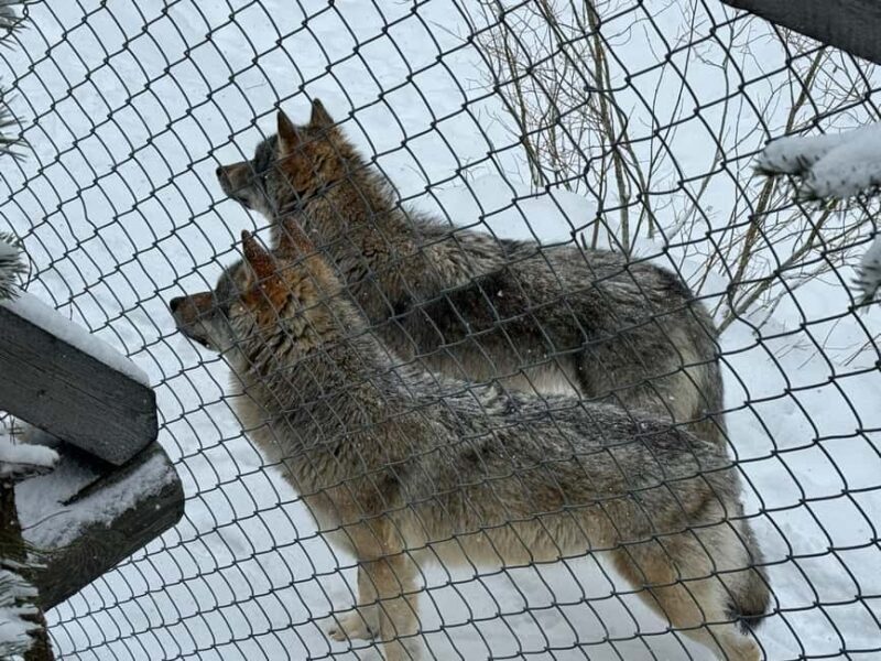 Guided Ranua Wildlife Zoo Tour with Lunch Buffet - Expert Guides with a Passion for Arctic Wildlife