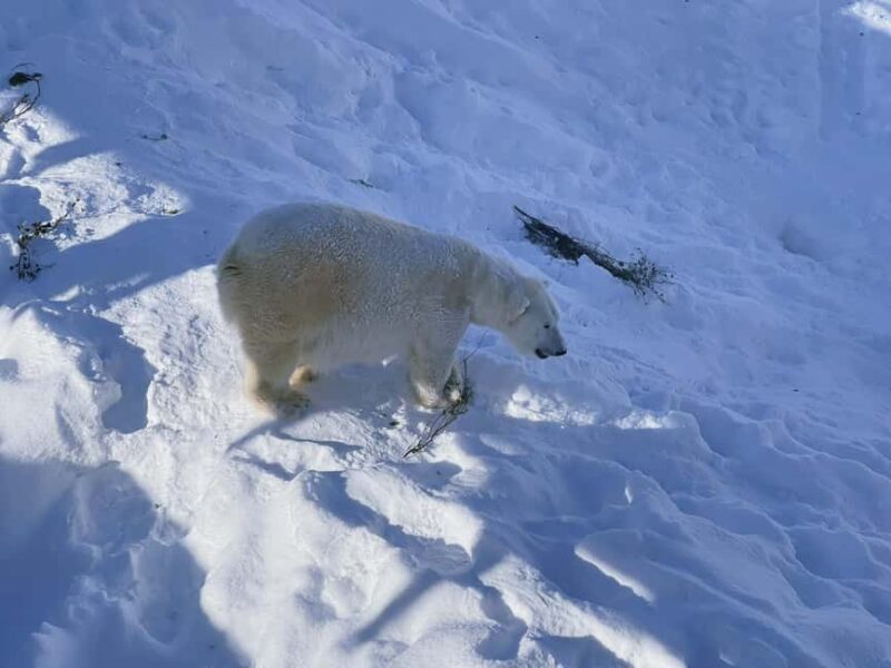 Guided Ranua Wildlife Zoo Tour with Lunch Buffet - Opportunities to Capture the Northern Lights